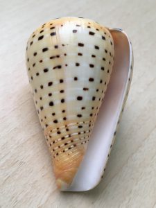 Conus betulinus