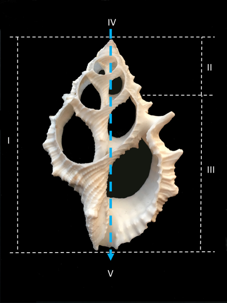 Dimensiones concha gasterópodo