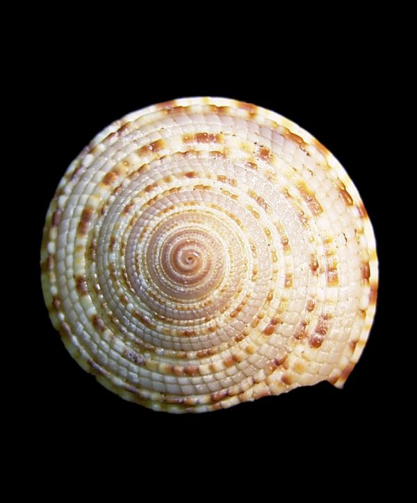 Architectonica nobilis