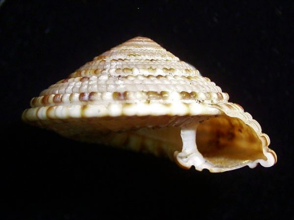 Architectonica nobilis