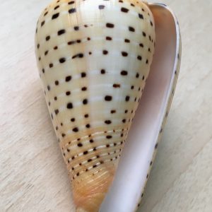 Conus betulinus