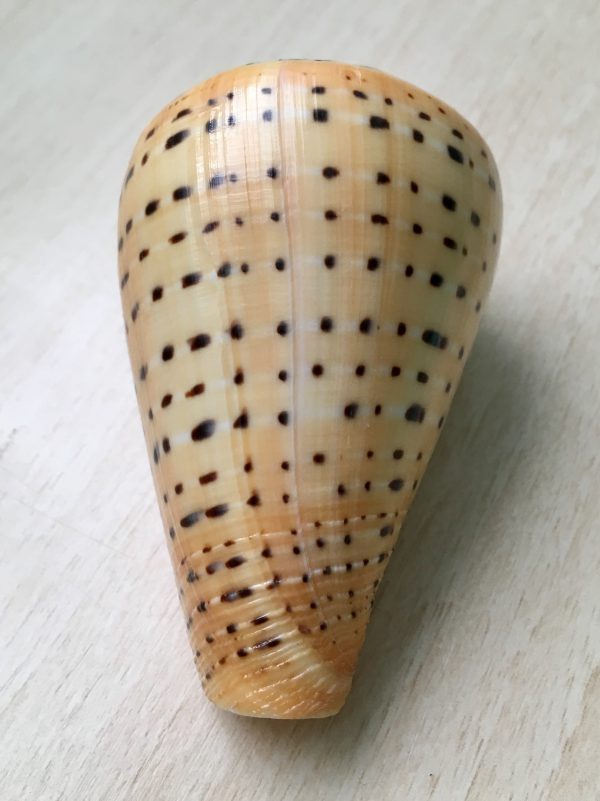 Conus betulinus