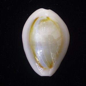 Cypraea annulus