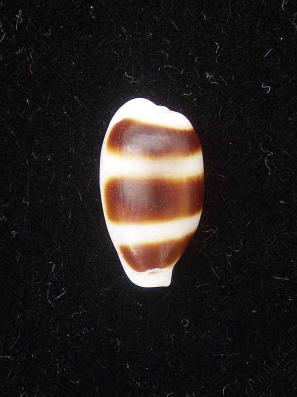 Cypraea asellus