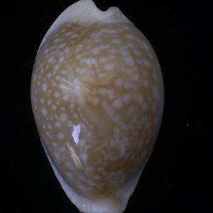 Cypraea miliaris