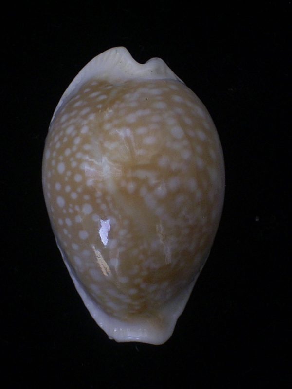 Cypraea miliaris