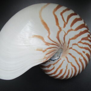 Nautilus pompilius