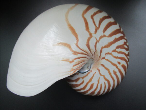 Nautilus pompilius