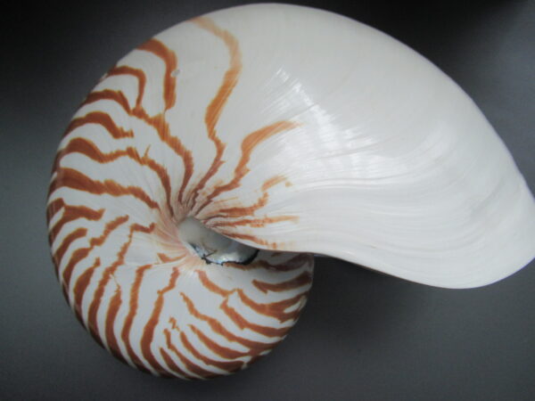 Nautilus pompilius