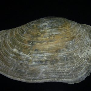 Panopea glycimeris