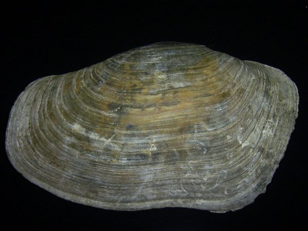 Panopea glycimeris