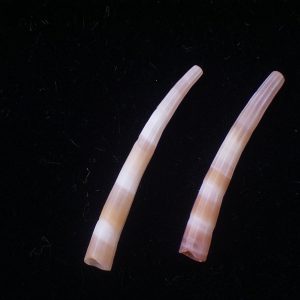 Dentalium dentalis