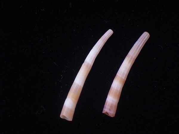 Dentalium dentalis