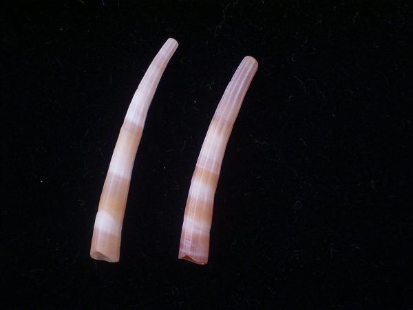 Dentalium dentalis