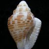 Columbella mercatoria