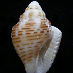 Columbella mercatoria