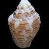 Columbella mercatoria