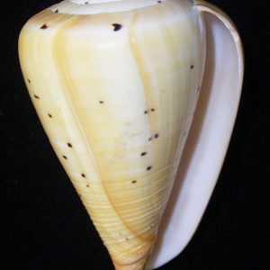 Conus betulinus immaculata