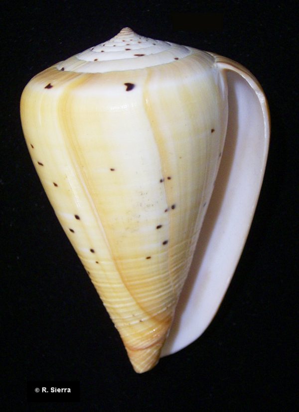 Conus betulinus immaculata