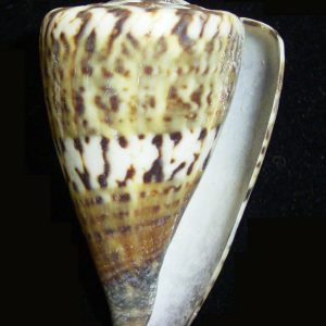 Conus capitaneus