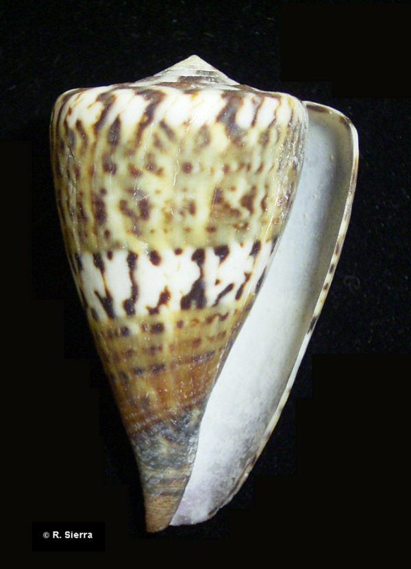 Conus capitaneus