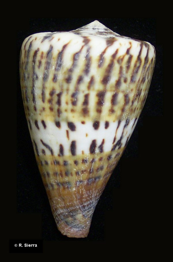 Conus capitaneus