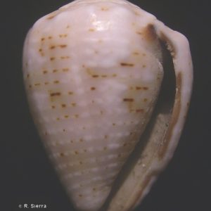 Conus coronatus