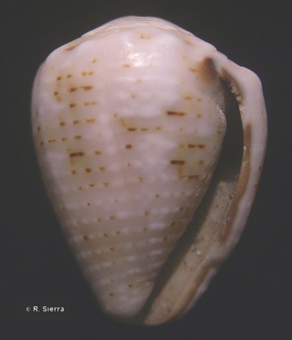 Conus coronatus