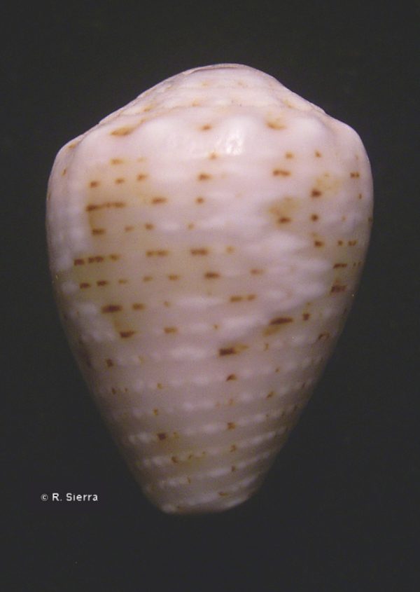 Conus coronatus