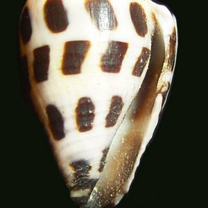 Conus ebraeus