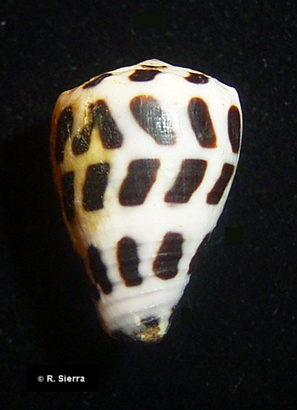 Conus ebraeus