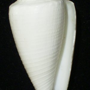 Conus furvus granifer