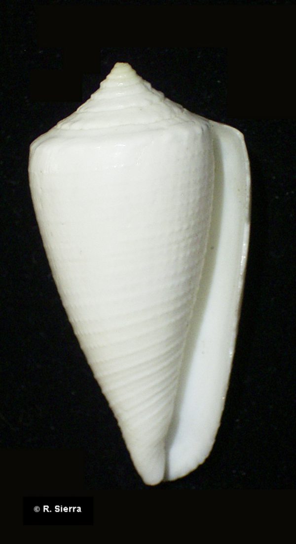 Conus furvus granifer