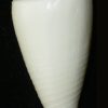 Conus furvus granifer