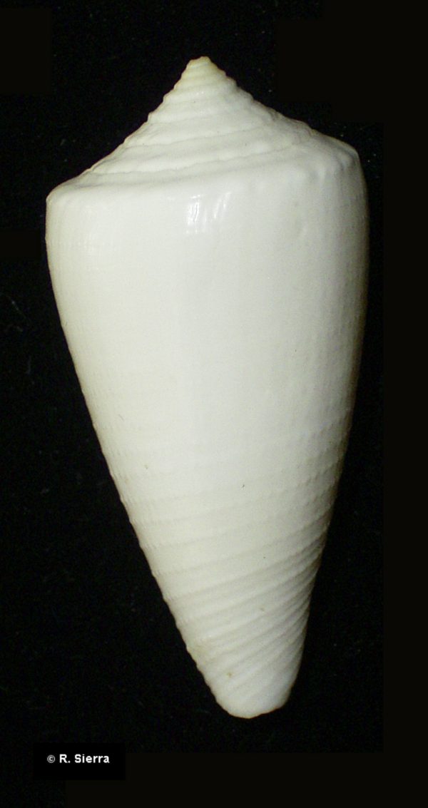 Conus furvus granifer