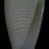 Conus furvus granifer
