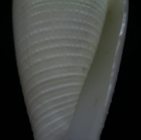 Conus furvus granifer