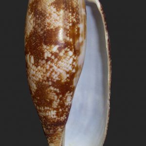 Conus geographus