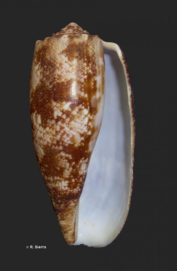 Conus geographus