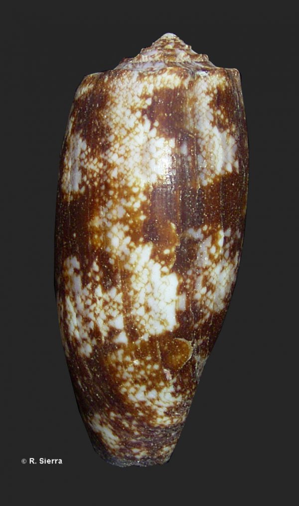 Conus geographus