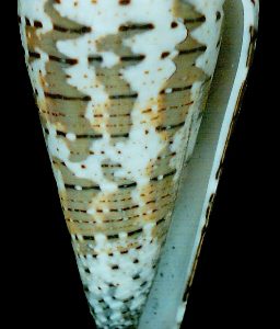 Conus imperialis