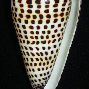 Conus litteratus