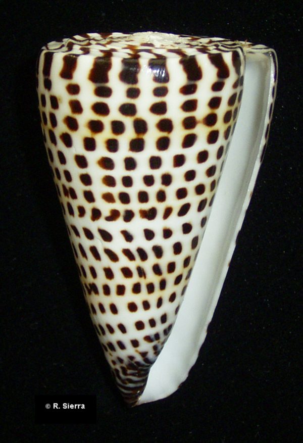 Conus litteratus