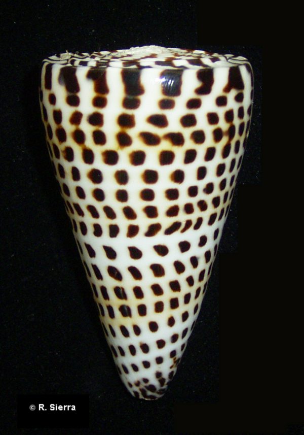 Conus litteratus