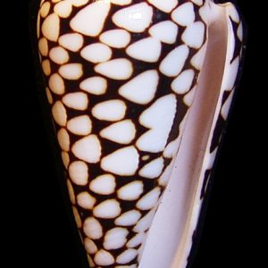 Conus marmoreus