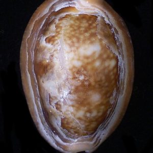 Cypraea caputserpentis