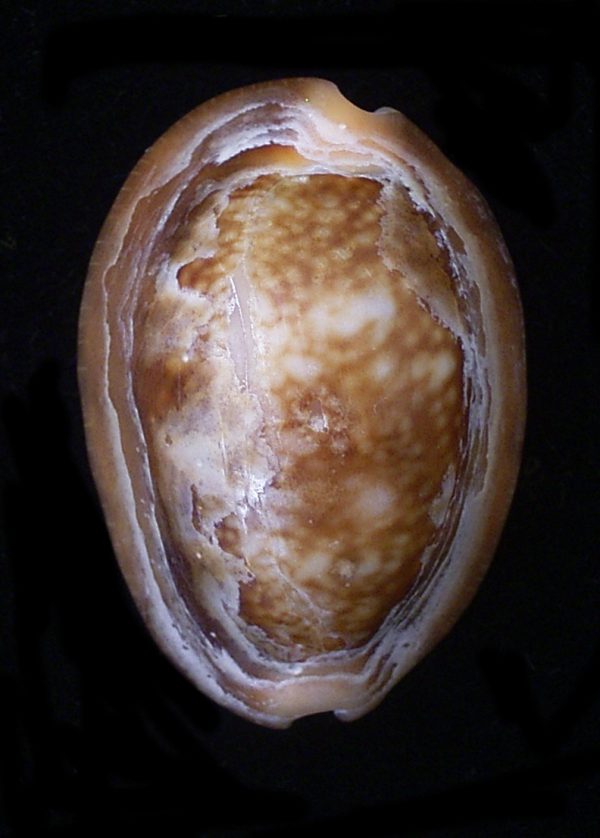 Cypraea caputserpentis