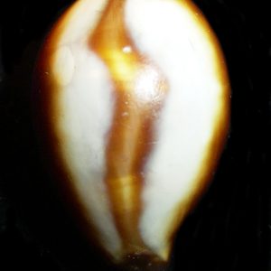 Cypraea onyx