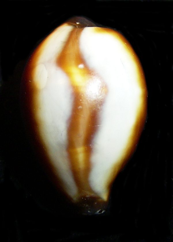 Cypraea onyx