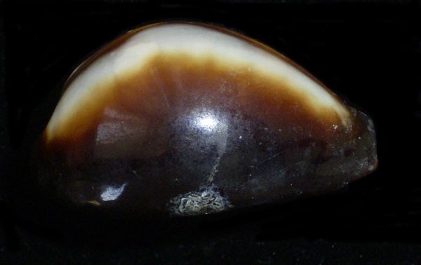 Cypraea onyx